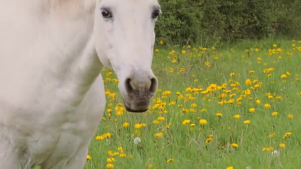 Cheval blanc marchant sur le pâturage 