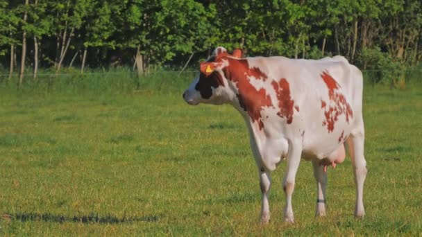 Корова випасує на лузі — стокове відео