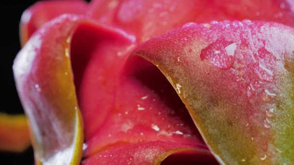 Υγρό ώριμο Pitahaya, σταγόνες νερού για dragonfruit — Αρχείο Βίντεο