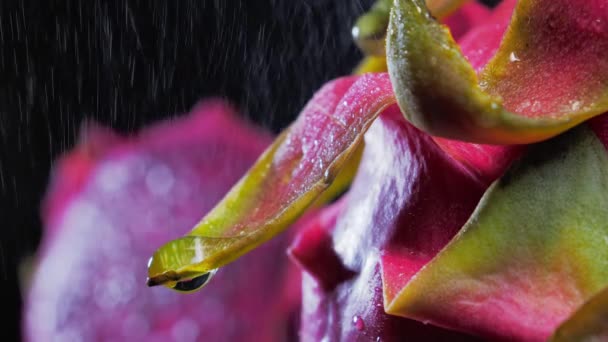 Wet ripe Pitahaya, Water drips over the surface of dragonfruit — Stok Video