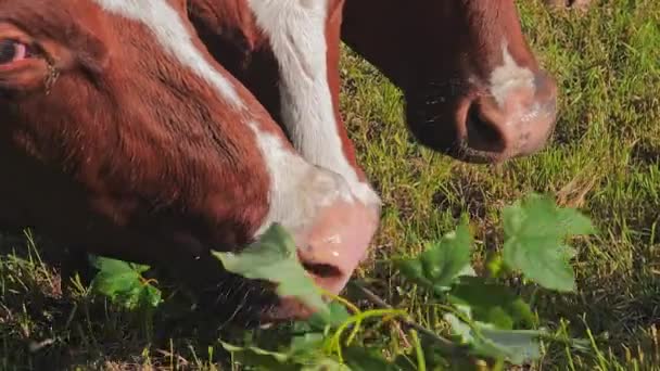 Cows eating leaves — Stock Video