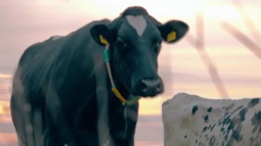 Gün doğumunda bir mandırada inekler, çimlerin arasından görmek