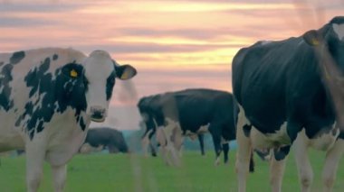 Gün batımında bir mandıra çiftliğinde inekler, çimlerin arasından görmek