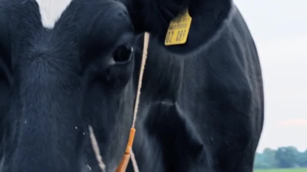 Vacas em uma fazenda de laticínios ao nascer do sol, vista através de arame farpado — Vídeo de Stock