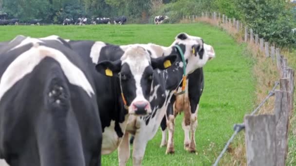 Weidende Kühe auf dem grünen Gras — Stockvideo