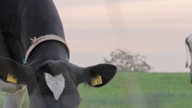 İnek otlayan kameraya bakıyor.