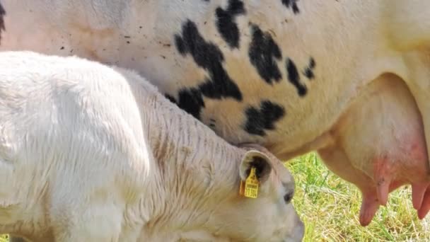 El ternero bebe leche de la ubre de la vaca . — Vídeos de Stock