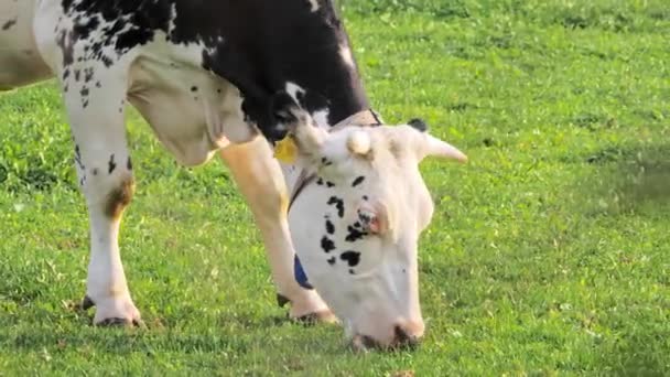 Retrato de vaca pastando en el prado — Vídeo de stock