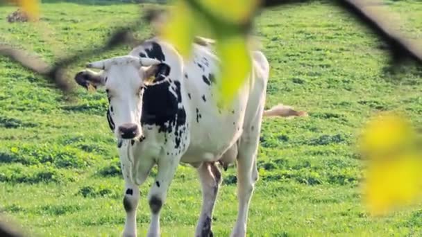 Коровы на зеленой траве — стоковое видео