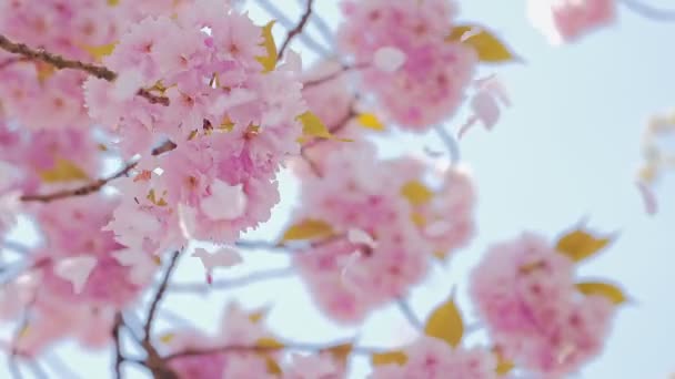 Sakura blomma, kvinnliga händer klappa och kronblad flyger i vinden — Stockvideo