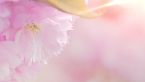 Gyönyörű rózsaszín friss virág virágzik, közelről — Stock videók