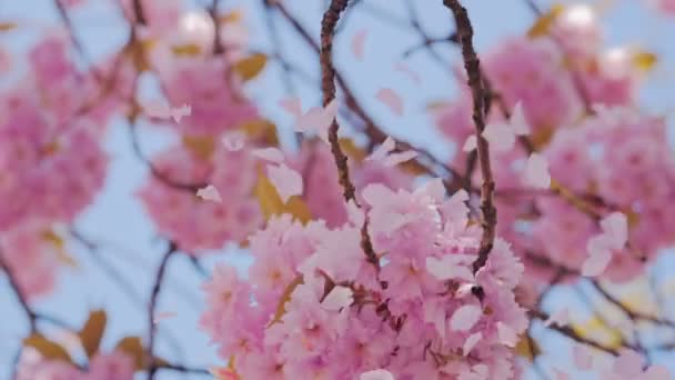 Beautiful pink fresh flower blossom, petals flying in wind — Stock Video