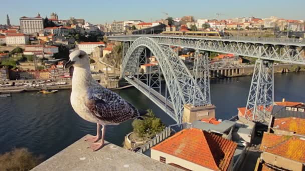 Γλάρος στην οροφή του σπιτιού. Porto old town ribeira θέα περιπάτου — Αρχείο Βίντεο