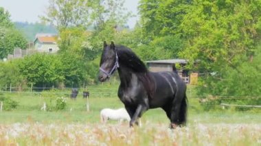 Uzun yelesi ve at kuyruğu üzerinde koşan siyah at.
