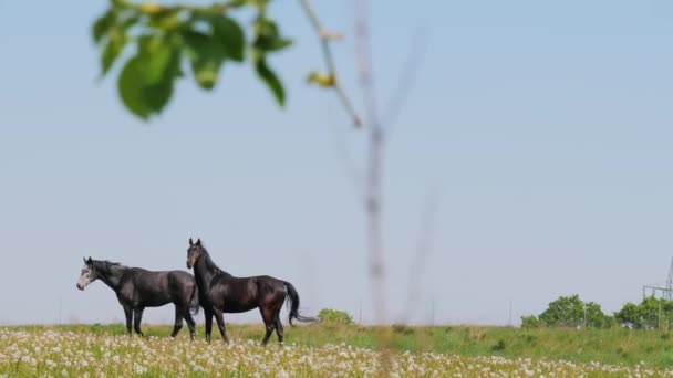 タンポポの背景を歩く2頭の美しい黒い馬 — ストック動画