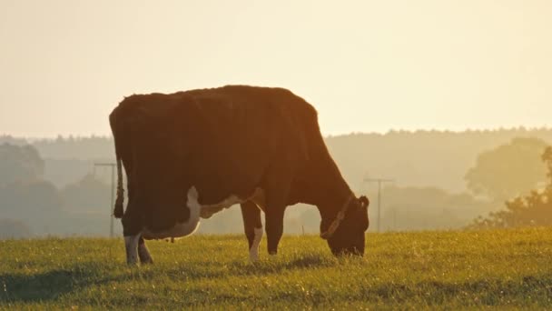 Корова на зеленой траве на закате — стоковое видео