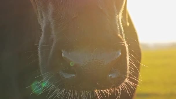 Nariz de vaca caminando en prado verde al atardecer — Vídeo de stock