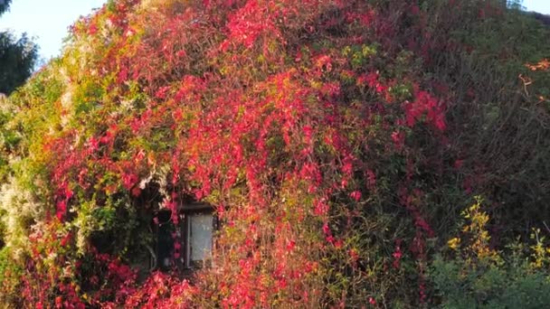 Европейский заросший плющом дом, белые и красные цветы — стоковое видео