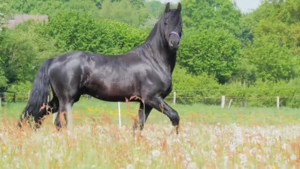Cheval noir courant dans l'herbe haute 