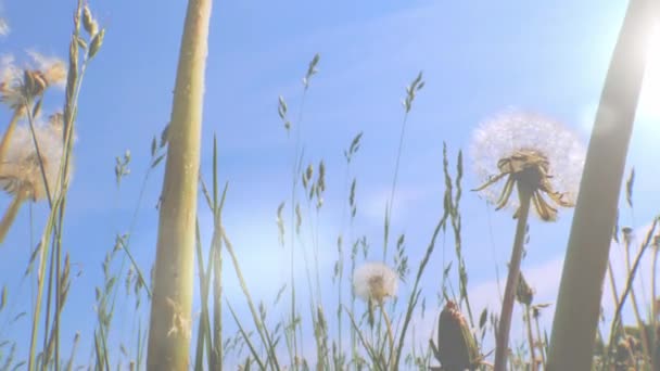 Dente di leone alla luce del sole del mattino — Video Stock