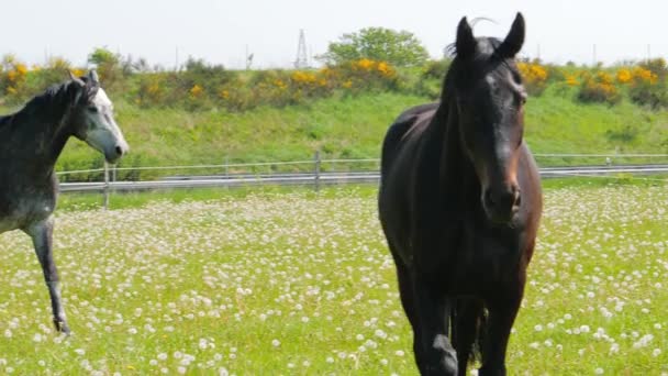 Deux beaux chevaux marchant dans le fond des pissenlits 