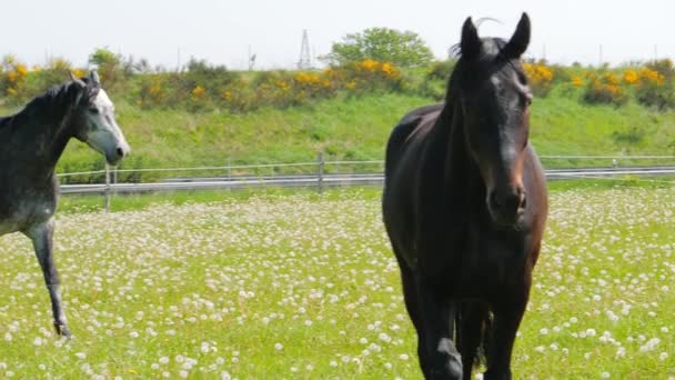 Two beautiful horses walking in dandelions background — Stock Video