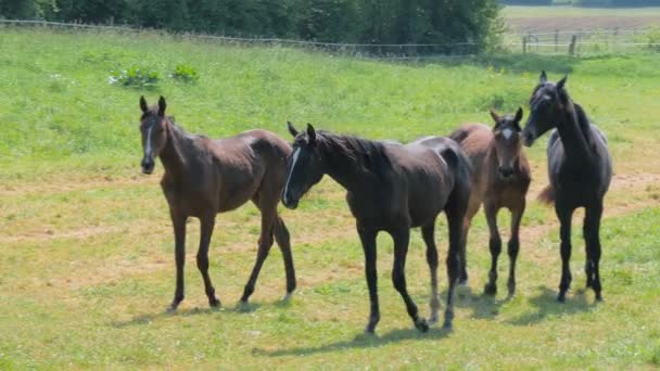 Young beautiful horses walking in green grass — Stock Video