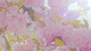 Sakura çiçeği, kadın eli çırpar çiçekler ve yapraklar rüzgarda uçuşur