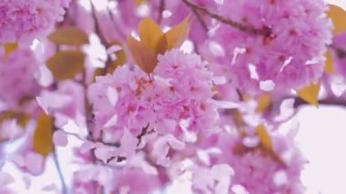 Sakura çiçekleri, rüzgarda uçan yapraklar, bahar ağaçları.