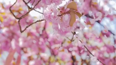 Dişi eller alkışlar Sakura çiçekleri ve rüzgarda uçan taç yaprakları.