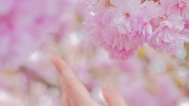 Mujer mano suavemente tocando flores flores de árbol, árbol con flores . — Vídeo de stock