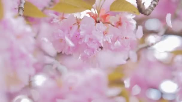 Sakura bloemblaadjes spatten, stijgen in de lucht — Stockvideo