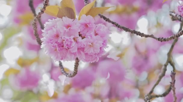 Цветы сакуры расцветают, лепестки поднимаются в воздух, цветы плескаются — стоковое видео