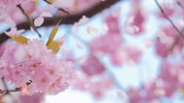 Flores de Sakura florecen, pétalos volando en el viento — Vídeo de stock