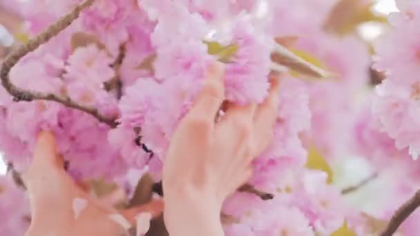 Frauenhände schütteln Sakura-Blüten Baumblumen, Baum mit Blumen. — Stockvideo