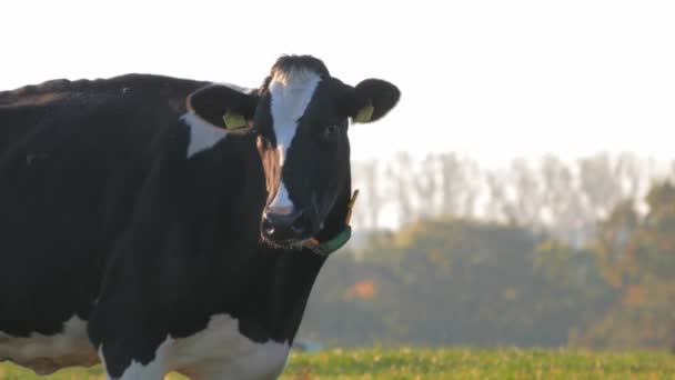 Vaca en la hierba verde en el pastoreo — Vídeo de stock