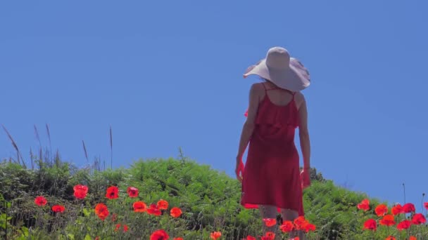 Mujer feliz en vestido rojo y sombrero en el campo de flores de amapola en verano, cielo azul — Vídeo de stock