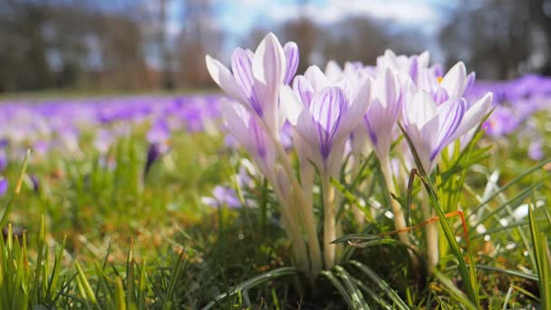 Croco viola, fiore che cade dall'alto — Video Stock