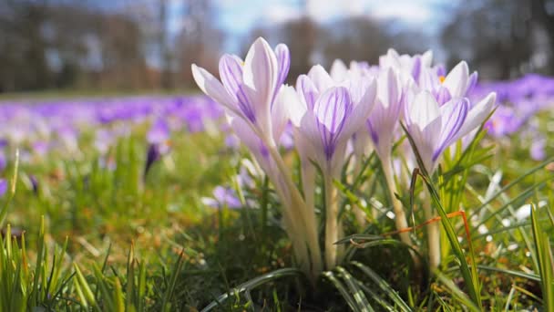 Vårsymbol, krokus blomma faller ovanifrån — Stockvideo