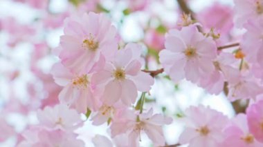 Güzel pembe çiçek.