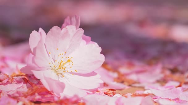 Vacker rosa blomma på golvet täckt med kronblad — Stockvideo