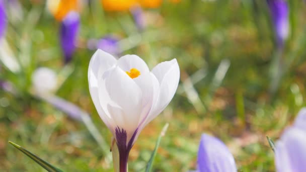 Krokusblommor blommar på våren — Stockvideo