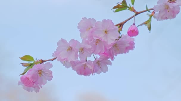 Розовый свежий цветок спасает дерево на голубом небе — стоковое видео