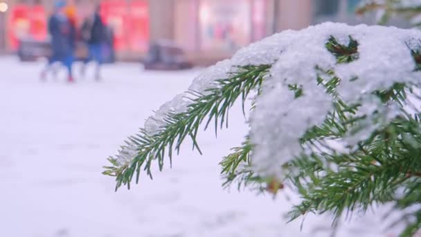 Sneeuw op dennentak. Een naaldboom in de rimboe in christmas stad — Stockvideo
