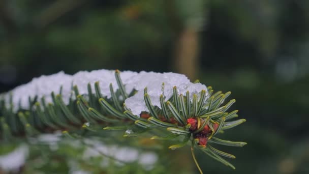 Nieve de invierno en rama de abeto. Un árbol de coníferas — Vídeos de Stock