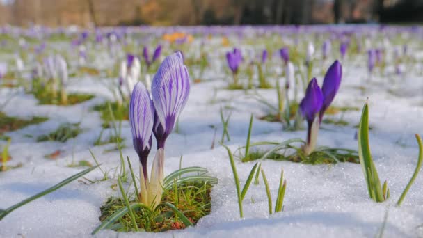 Blüten lila Krokus im Schnee — Stockvideo