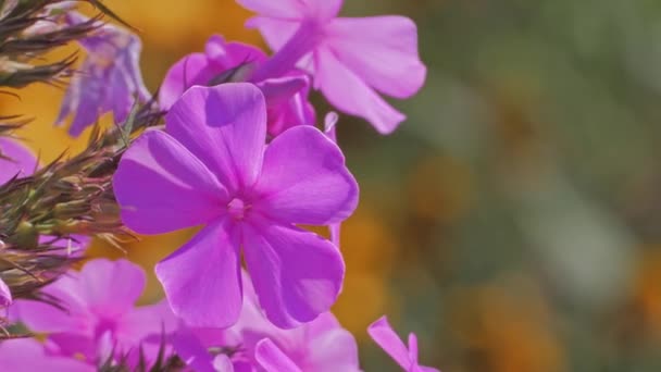 Μοβ λουλούδι Φλοξ — Αρχείο Βίντεο