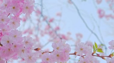 Güzel sakura ağacı, baharda açan çiçek.