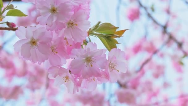 Красивые розовые свежие цветы сакуры — стоковое видео
