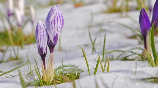 Violet crocus fleurs sur fond blanc neige — Video